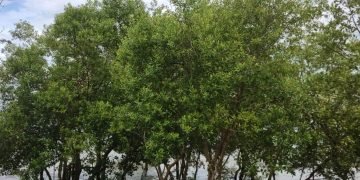 IMG 20241220 163713 2