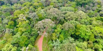 hutan hujan tropis di kosta rika 2