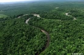 Analisis Komprehensif Dinamika Hutan