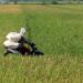 Peta jalan ini berfungsi sebagai panduan strategis untuk mencapai tujuan-tujuan pembangunan pertanian, dengan mempertimbangkan potensi, permasalahan, dan tantangan yang ada.