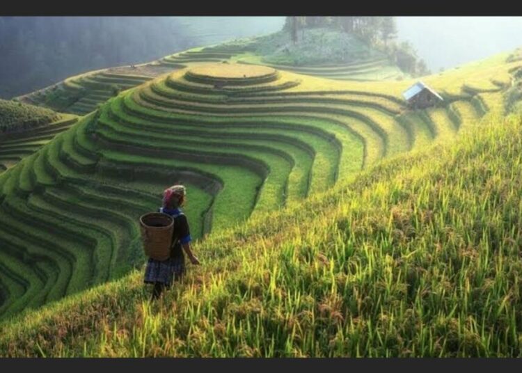 Pemenuhan kebutuhan dasar atas pangan harus memberi manfaat secara adil, dan merata sesuai kedaulatan pangan, kemandirian pangan dan ketahanan pangan. Akses untuk memperoleh pangan merupakan hak asasi manusia. Pangan menjadi penting karena menyangkut permasalahan politik, ekonomi, sosial dan budaya.