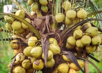 Kelapa genjah kuning nias