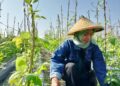 Potret Perempuan Muda Bertani