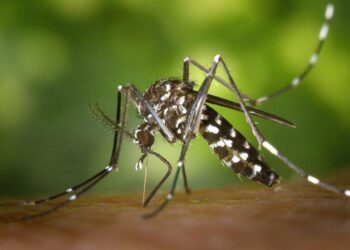 Sabias que Los 4 tipos de mosquitos mas comunes en nuestro pais son