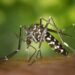 Sabias que Los 4 tipos de mosquitos mas comunes en nuestro pais son