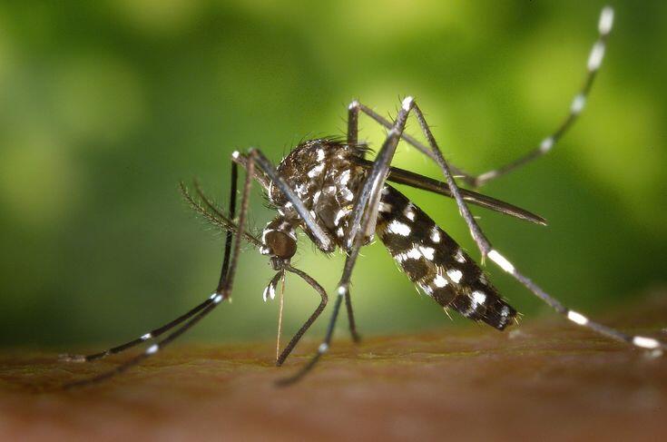 Sabias que Los 4 tipos de mosquitos mas comunes en nuestro pais son