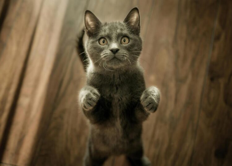 Kucing