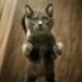 Kucing