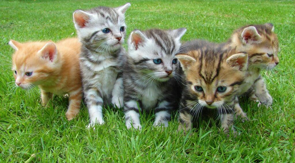 kucing