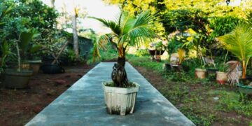 Images1
