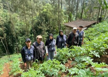 Mahasiswa KKN FP UB Turun Ke Lahan Memasang Perangkap Hama Yellow Trap Bersama Petani Kentang di Desa Wonokitri (Sumber : Dokumen Pribadi, 2025)