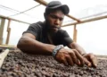 https://nationalgeographic.grid.id/read/131948261/kopi-tiom-memunguti-yang-diabaikan