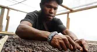 https://nationalgeographic.grid.id/read/131948261/kopi-tiom-memunguti-yang-diabaikan