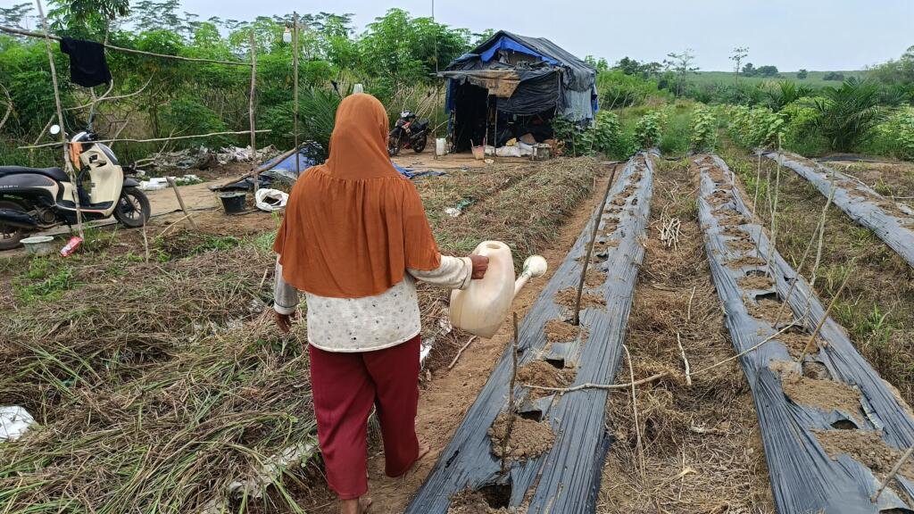 Inovasi penanaman timun dan cabai rawit didesa Meluai Indah 47 IMG20250812114454