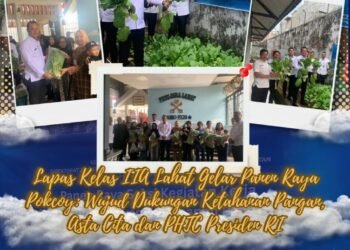panen pokcoy lapas lahat2
