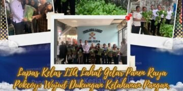 panen pokcoy lapas lahat2