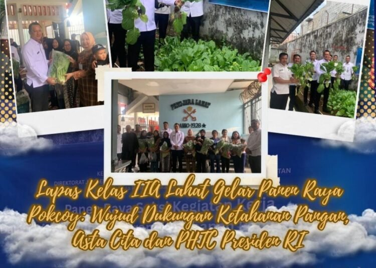 panen pokcoy lapas lahat2