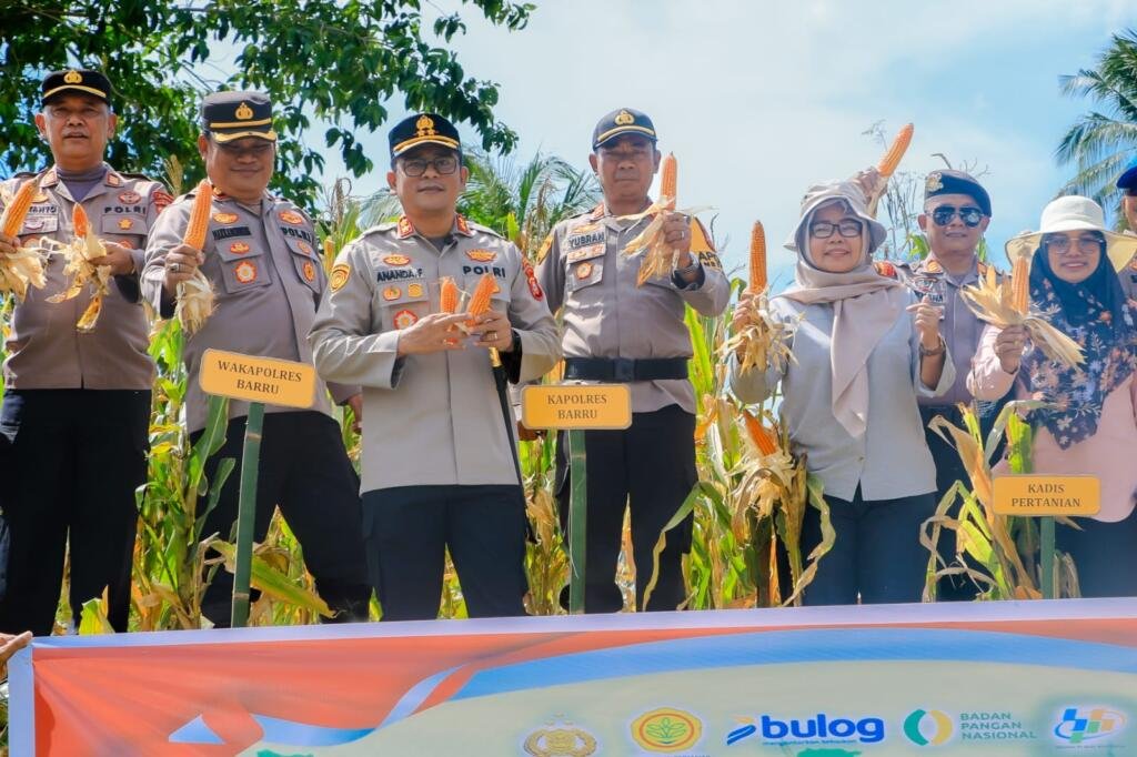 Turun Langsung ke Lahan, Kapolres Barru Pimpin Panen Jagung