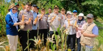 Kapolres Barru turun langsung memimpin panen jagung, sejalan dengan arahan Kapolri untuk swasembada pangan.