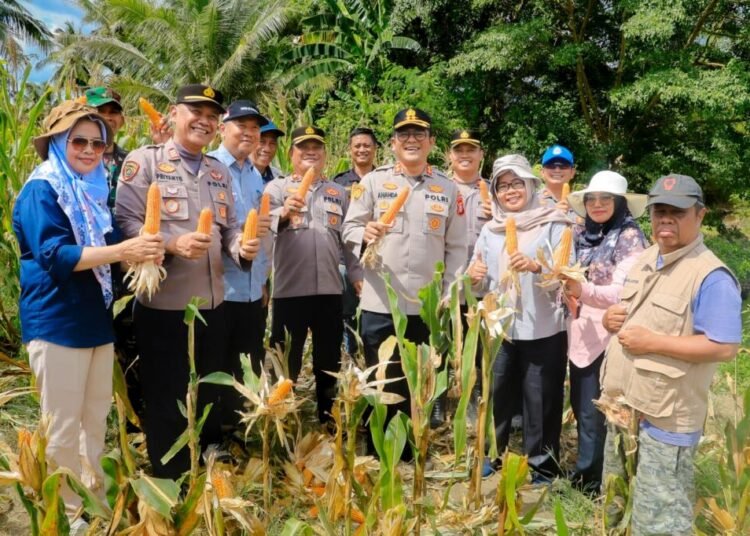 Kapolres Barru turun langsung memimpin panen jagung, sejalan dengan arahan Kapolri untuk swasembada pangan.