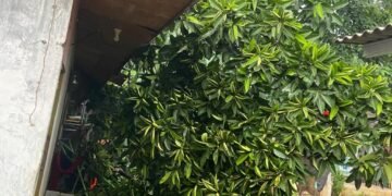 IMG 20250929 WA0019