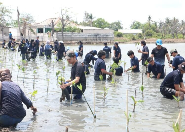 Penanaman Mangrove di Muara Gembong (Sumber: Dokumentasi SoBI UPER)