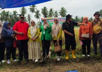 Panen Raya Sawah Pokok Murah