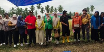 Panen Raya Sawah Pokok Murah