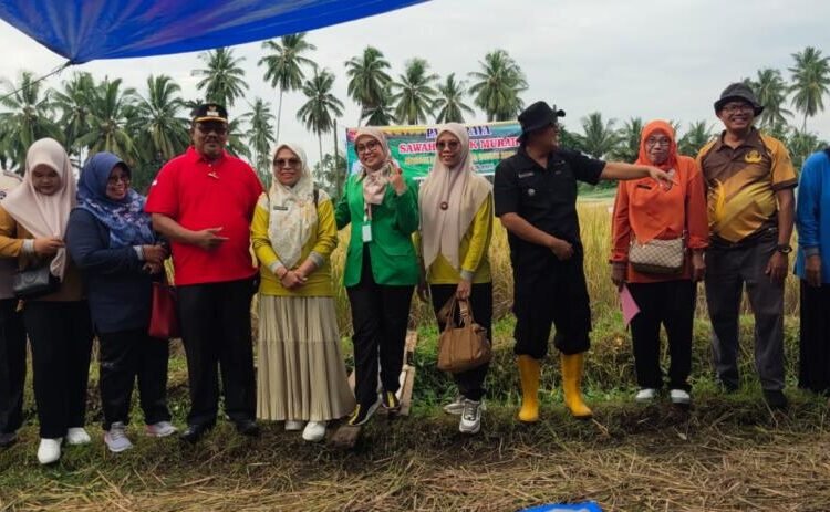 Panen Raya Sawah Pokok Murah