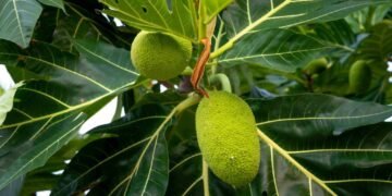 Sukun sebagai alternatif pati (foto: pexels)