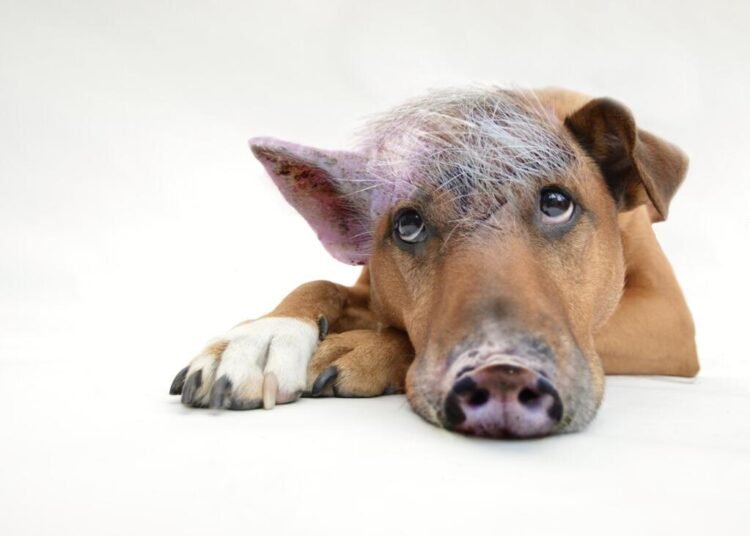 pig dog 2613125 1920