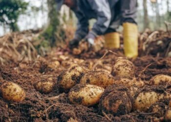 Pengurangan Impor Gandum Melalui Pemanfaatan Pati Lokal: Strategi Agroindustri Menuju Pangan Berkelanjutan 46 https://www.pinterest.com/i/7L3VirouQ/