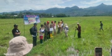 Kompak! Polri dan Petani Rayakan Awal Musim Tanam di Barru 28 Tradisi Turun Sawah di Barru