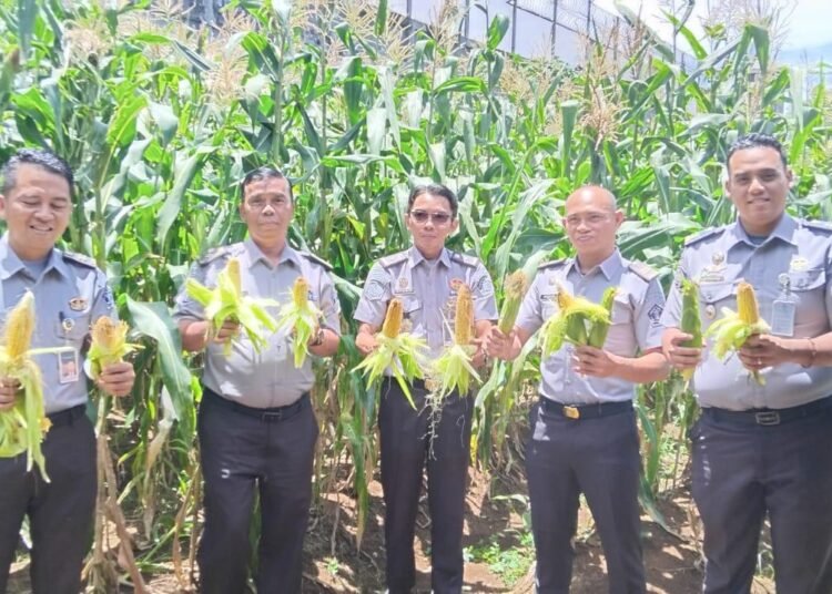 Lapas Arga Makmur Gelar Panen Jagung Manis sebagai Wujud Dukungan terhadap Program Ketahanan Pangan 46 IMG 20251027 WA0022
