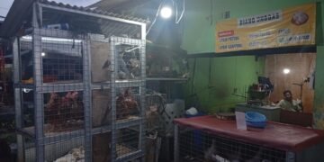Ayam