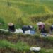 Agritech