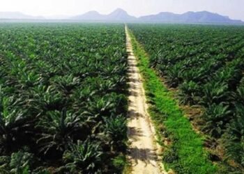 Perkebunan Kelapa Sawit (Sumber: InfoSawit)