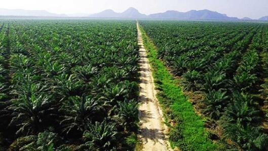 Perkebunan Kelapa Sawit (Sumber: InfoSawit)