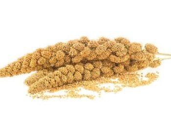 Jewawut: Pangan Lokal, Nilai Global