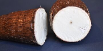 singkong Tepung Mocaf