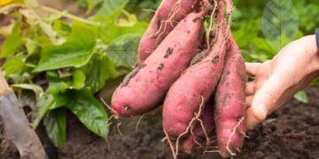 Gambar 1. Cara Menanam Ubi Jalar: Mulai Dengan Persiapan Lahan yang Tepat!. Sumber: gokomodo.com