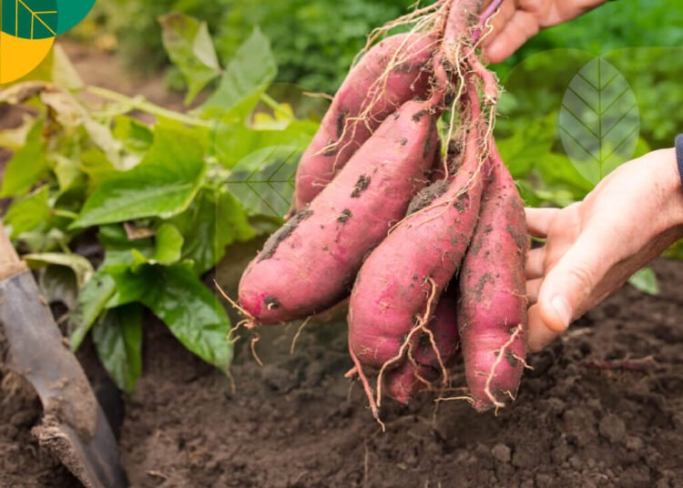 Gambar 1. Cara Menanam Ubi Jalar: Mulai Dengan Persiapan Lahan yang Tepat!. Sumber: gokomodo.com