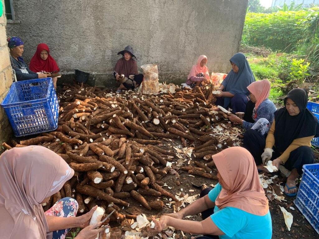 Dulu Dijual ke Tengkulak Rp600/kg, Kini Singkong Petani Cikarawang Bernilai Ekspor 49 WhatsApp Image 2025 09 21 at 23.05.02 28d2bc0d