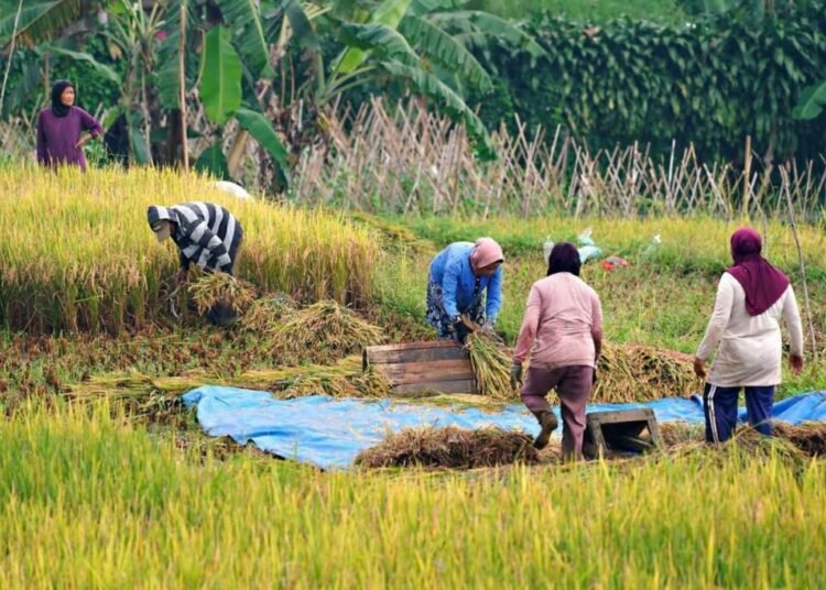 AgroRent, Jembatan antara Petani dan Teknologi Pertanian Masa Kini 46 WhatsApp Image 2025 10 10 at 17.38.11