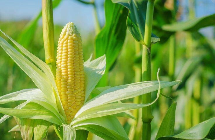 Jagung