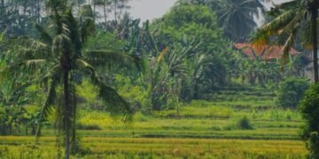 Sawah Padi di Indonesia (pexels.com/Ruyat Supriazi)