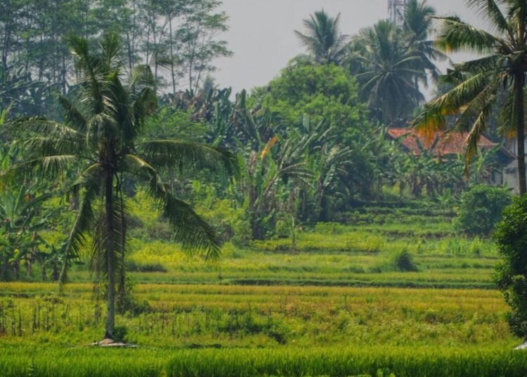 Sawah Padi di Indonesia (pexels.com/Ruyat Supriazi)