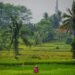 Sawah Padi di Indonesia (pexels.com/Ruyat Supriazi)