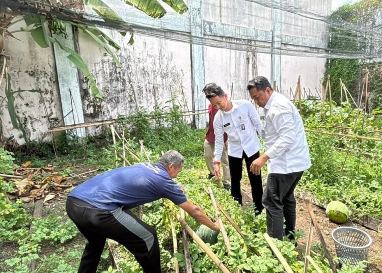 Wujudkan Asta Cita Presiden, Rutan Bengkulu Sukses Panen Semangka 46 Rutan Bengkulu