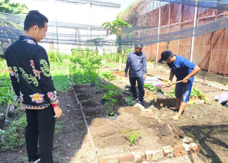 Rutan Bengkulu Tingkatkan Penanaman Semangka Non Biji Dukung Program Ketahanan Pangan Nasional 46 Rutan Bengkulu